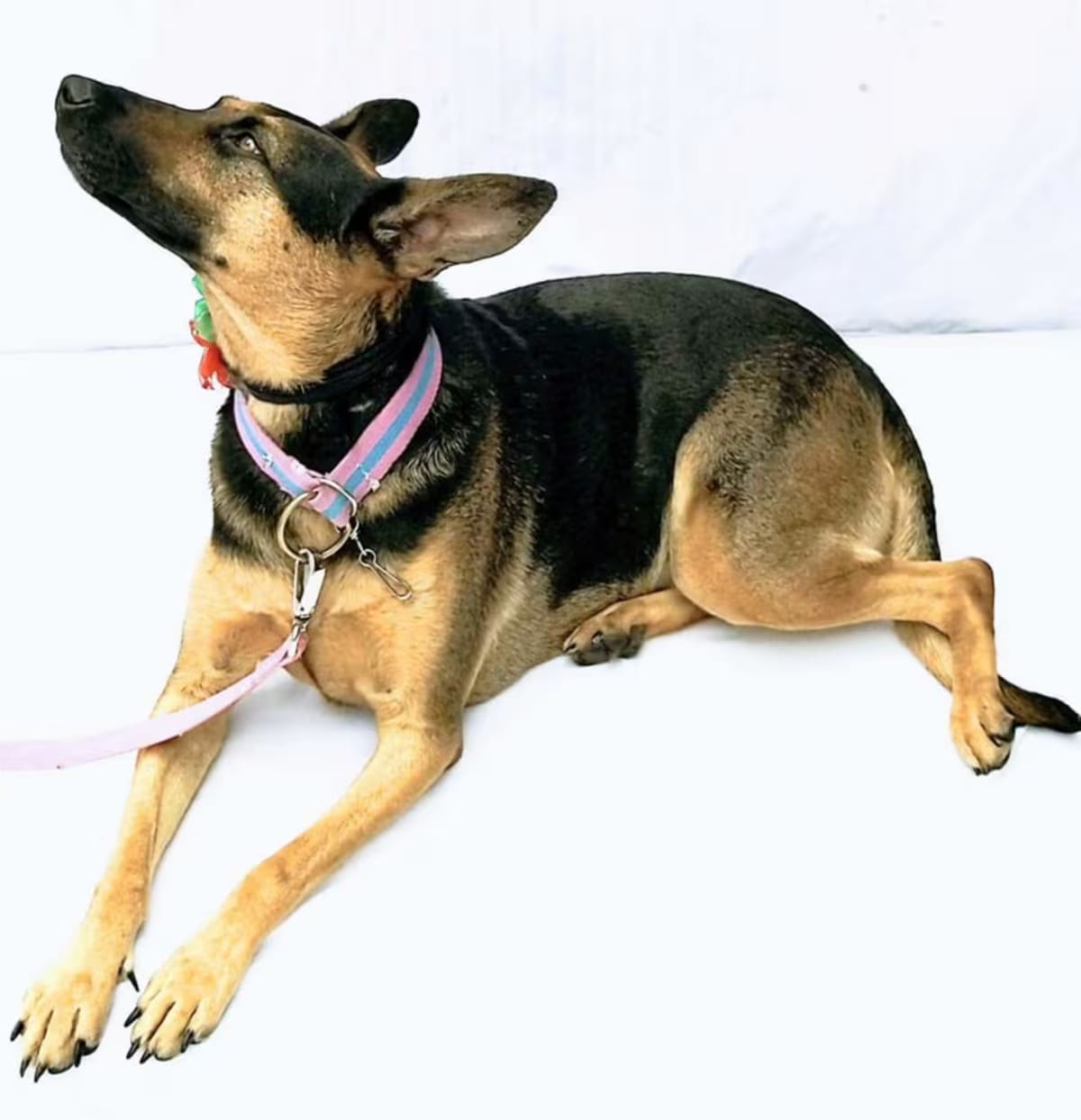 Photo of Julieta, adoptable Mixed Breed (Medium) in New York, New York