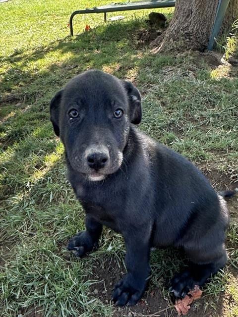 Photo of A173995, adoptable German Shepherd Dog in Placerville, California