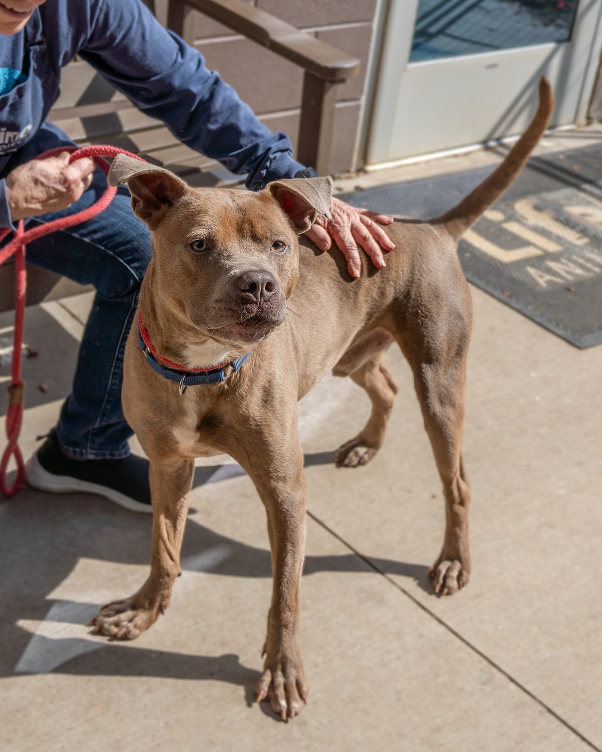 Photo of Cho - IN FOSTER, adoptable dog in Chamblee, Georgia