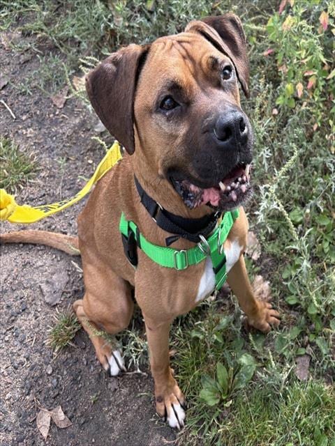 Photo of Applejack, adoptable Boxer in Denver, Colorado