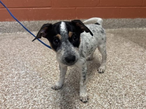 Photo of Hestia, adoptable Australian Cattle Dog/Blue Heeler in Pueblo, Colorado