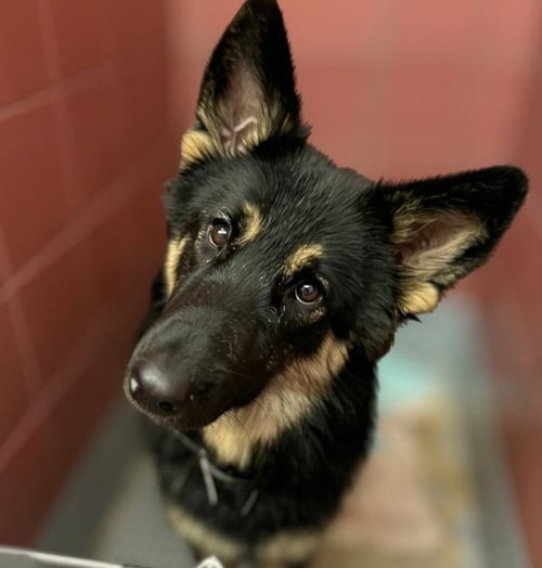 Photo of Nami, adoptable German Shepherd Dog in Houston, Texas