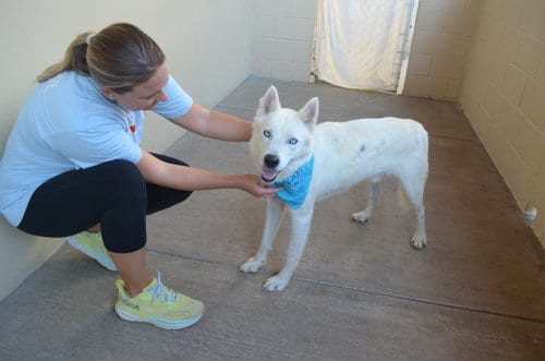 Photo of Scone, adoptable Husky in McKinney, Texas
