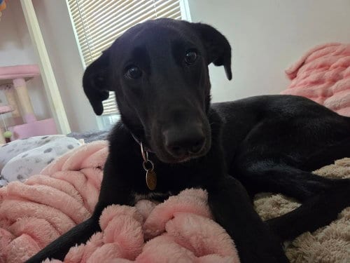 Photo of Onyx, adoptable Labrador Retriever in Willingboro, New Jersey