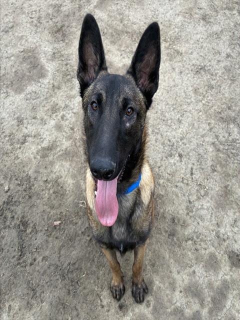 Photo of Kane, adoptable Belgian Shepherd Malinois in Riverside, California