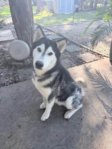 Photo of Yeti, adoptable Husky in Conroe, Texas