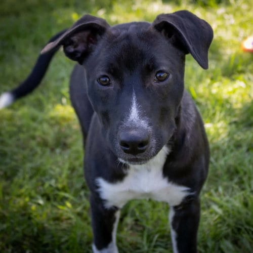 Photo of Lola, adoptable Pit Bull Terrier in AUSTIN, Minnesota
