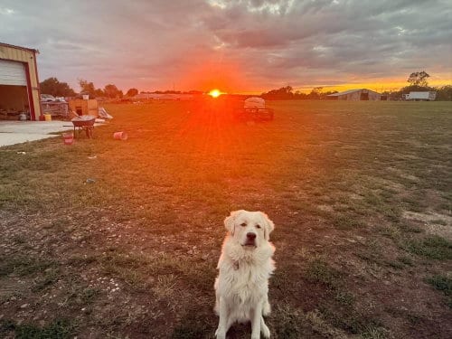 Photo of Vignemale Aka Vinnie, adoptable Great Pyrenees in Vail, Arizona
