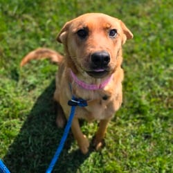 Photo of Susanville, adoptable Hound (Unknown Type) in Chatham, Virginia