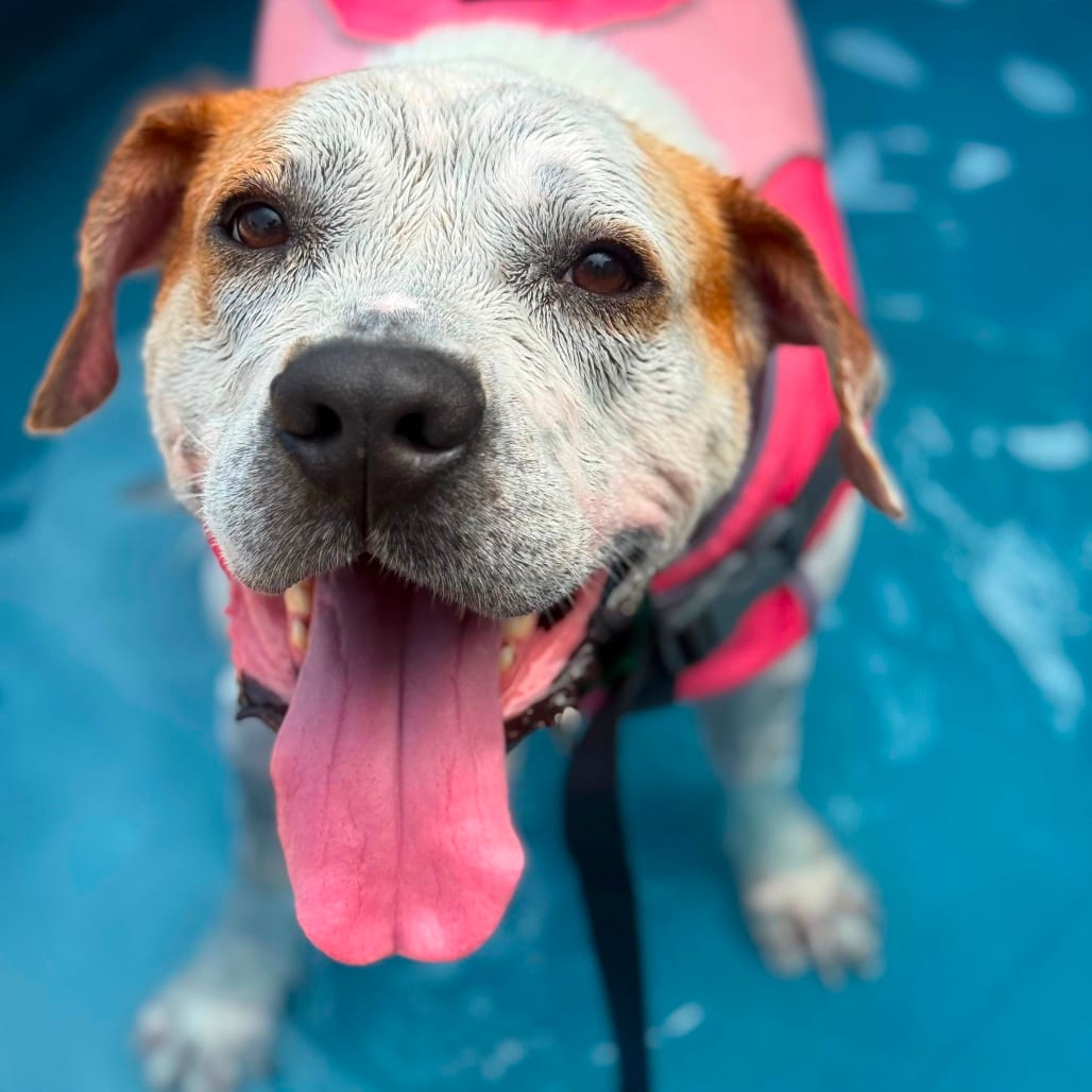 Photo of Mudkip, adoptable Mixed Breed (Large) in Greensboro, North Carolina
