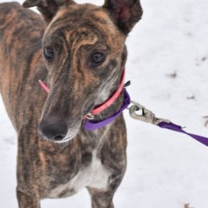 Photo of Superior Laila, adoptable Greyhound in Grandville, Michigan