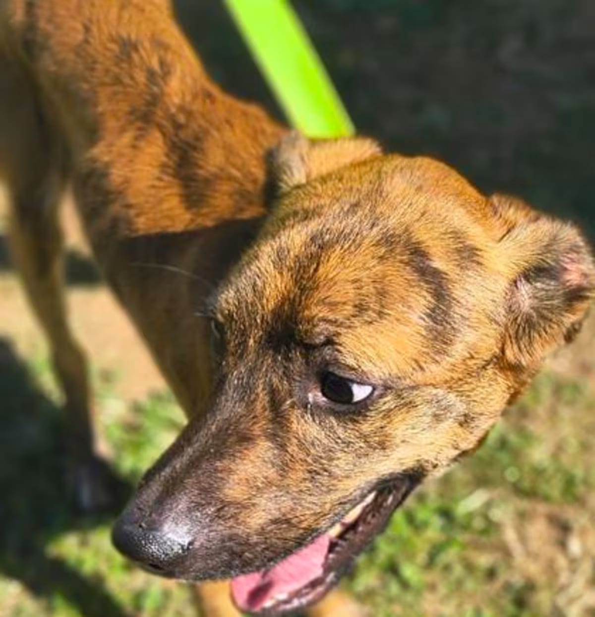 Photo of Colby CNT 595, adoptable Hound (Unknown Type)/Labrador Retriever in Griffin, Georgia