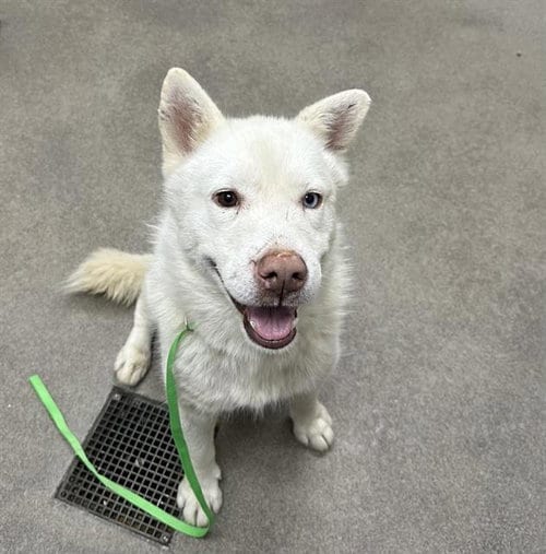 Photo of Whitman, adoptable Husky in HESPERIA, California