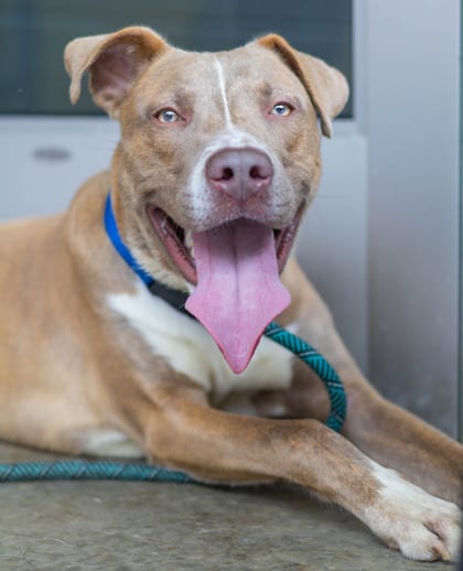 Photo of Modern, adoptable dog in Chamblee, Georgia