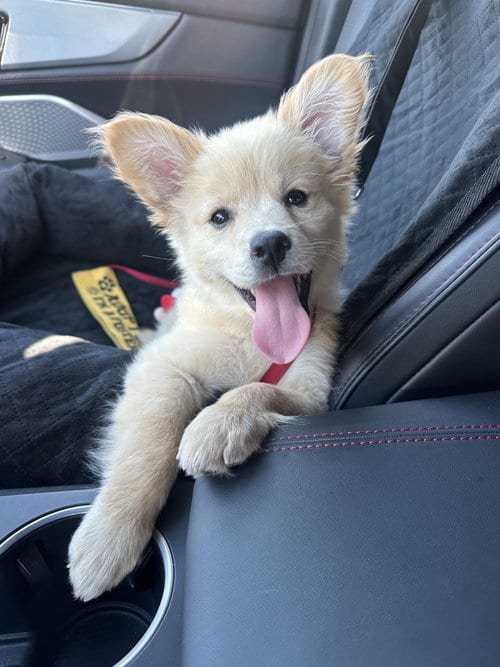 Photo of Penny, adoptable Australian Shepherd in Sunnyvale, California