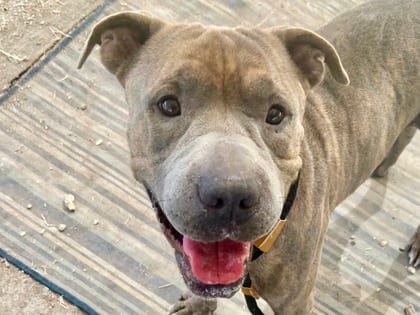 Photo of Herman, adoptable dog in Georgetown, Texas