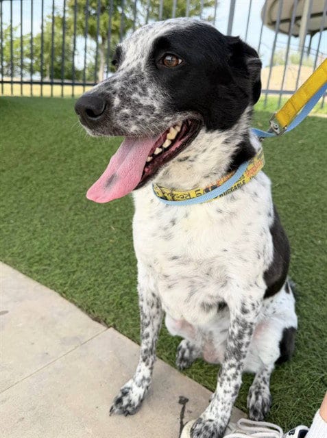 Photo of Maze, adoptable Australian Cattle Dog/Blue Heeler in Grand Prairie, Texas
