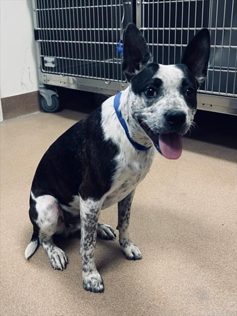 Photo of Harley, adoptable Australian Cattle Dog/Blue Heeler in Norco, California