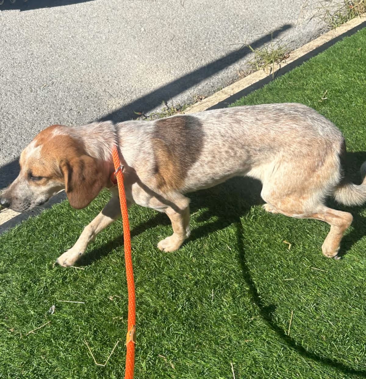 Photo of CCAN-Stray-1588, adoptable Mutt in Ringgold, Georgia