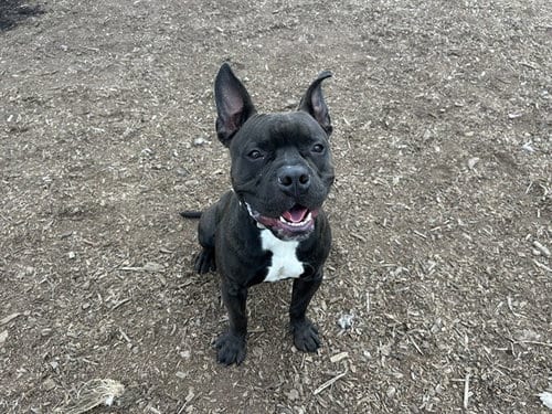 Photo of Smoke, adoptable Pit Bull Terrier in McKinleyville, California