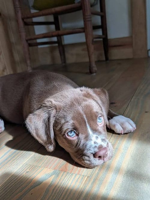 Photo of Dottie (8wo, 9lbs), adoptable Boxer in Hinton, West Virginia