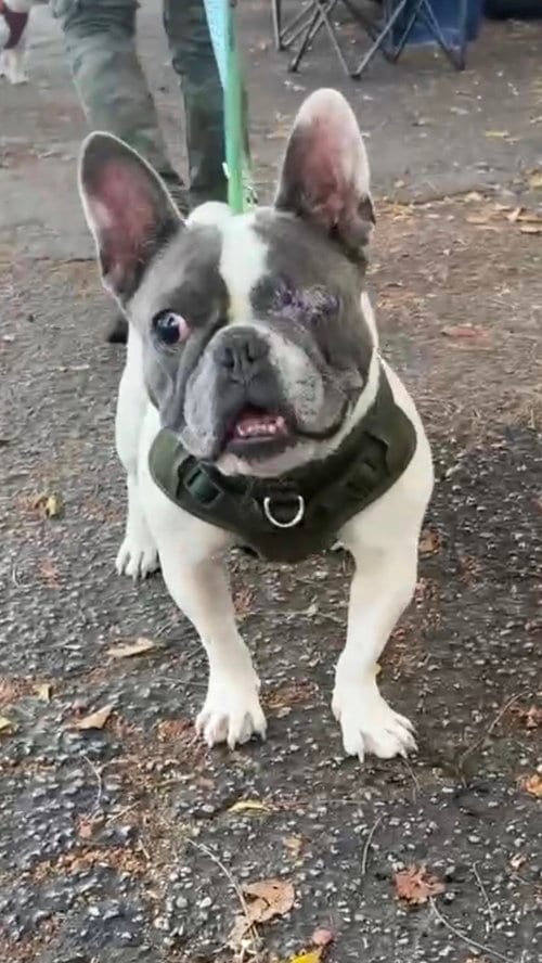 Photo of Luna, adoptable French Bulldog in Margate, Florida
