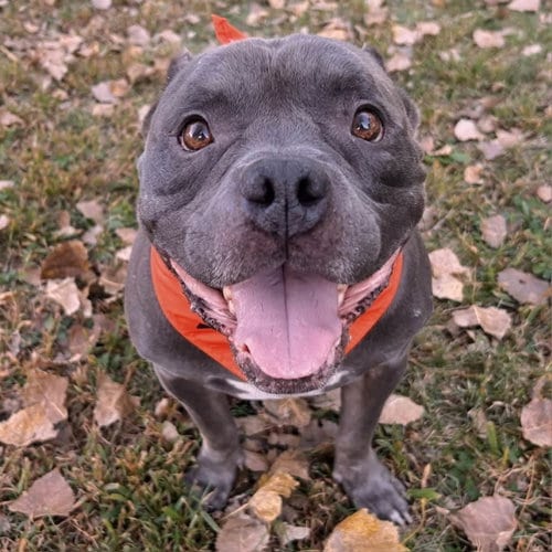 Photo of Blue, adoptable Unknown breed (short coat) in Normal, Illinois