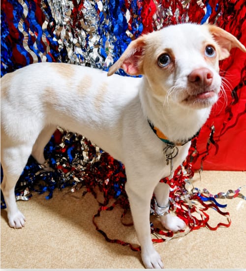 Photo of Flossy, adoptable Chihuahua in Cranston, Rhode Island