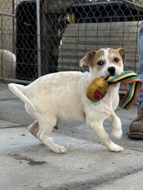Photo of Paul, adoptable Terrier in Sheridan, Texas