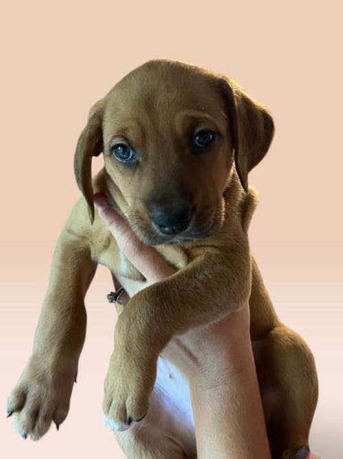 Photo of Savannah's Litter: Ontario, adoptable Terrier in Rockville, Maryland