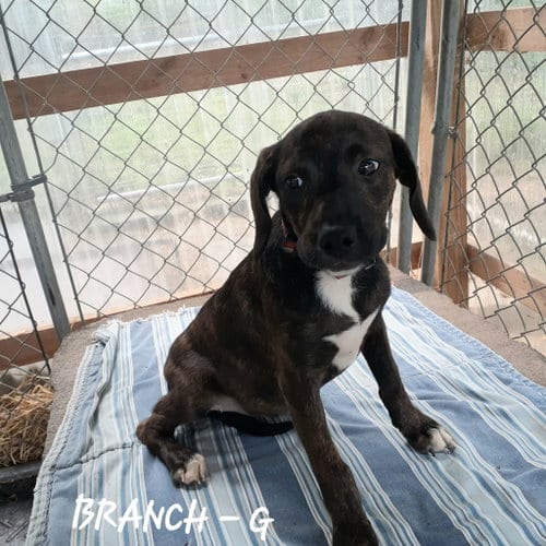 Photo of Branch (3mo, 20lbs), adoptable Hound in Hinton, West Virginia