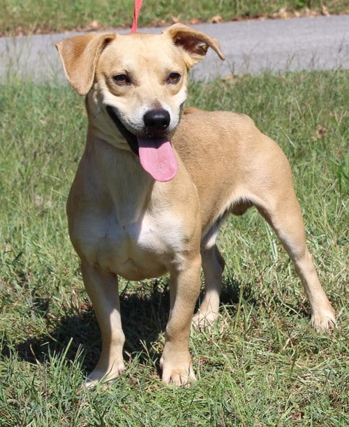 Photo of Tot 44392, adoptable Basset Hound in Prattville, Alabama