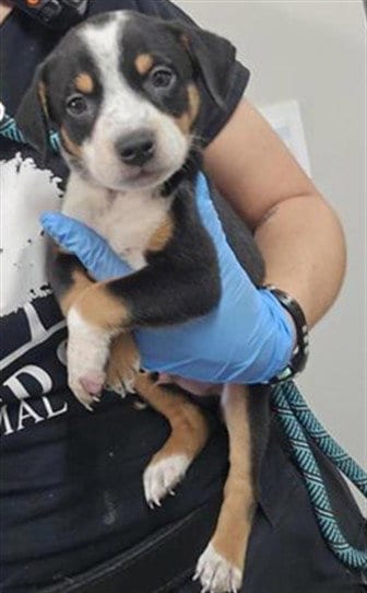 Photo of Benson, adoptable Australian Cattle Dog/Blue Heeler in Plano, Texas