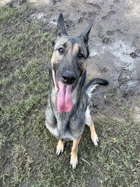 Photo of Annabella, adoptable Belgian Shepherd Malinois in Riverside, California