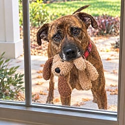 Photo of Bailey, adoptable Labrador Retriever Golden Retriever in Mt. Laurel, New Jersey