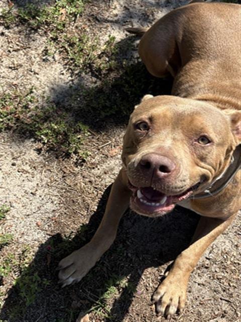 Photo of Daisy, adoptable Pit Bull Terrier in Augusta, Georgia