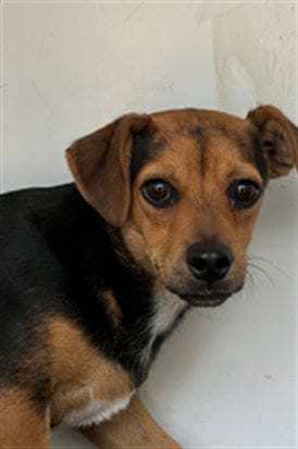 Photo of A171165, adoptable Chihuahua in Bakersfield, California