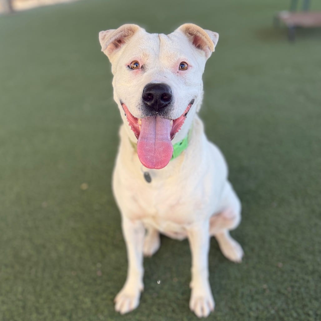 Photo of Lily, adoptable Terrier, Pit Bull / Mixed Breed (Medium) in Riverside, California