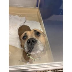Photo of Sunday, adoptable American Bulldog in Doral, Florida