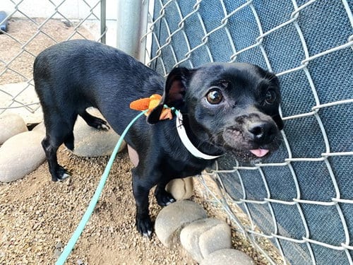 Photo of Clarinet, adoptable Chihuahua in Phoenix, Arizona