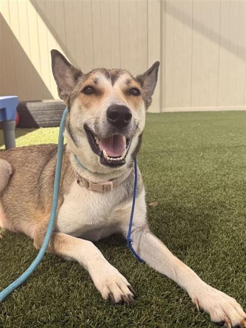Photo of Luna, adoptable Husky in San Antonio, Texas