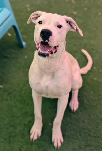 Photo of Jamie Curtis, adoptable Pit Bull Terrier in Sacramento, California