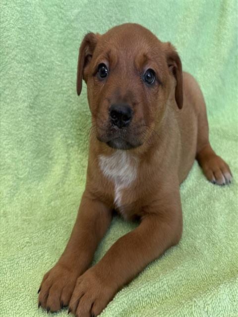 Photo of Flan, adoptable Queensland Heeler in Lancaster, California