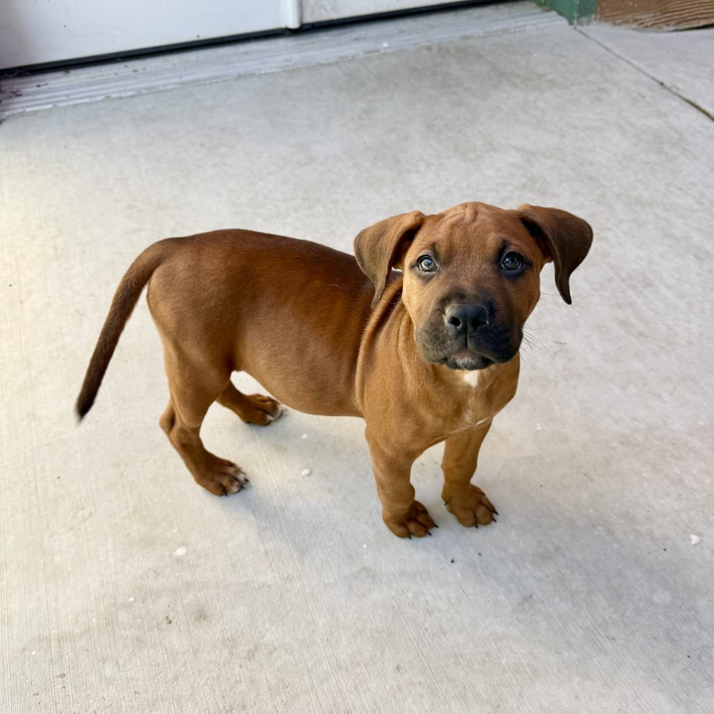 Photo of Alex, adoptable Boxer in Agoura Hills, California