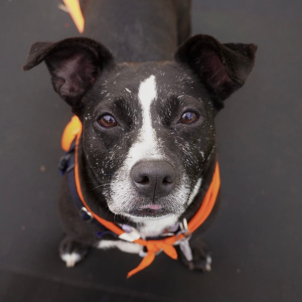 Photo of Tammy, adoptable Feist / Mixed Breed (Medium) in Fairfax Station, Virginia
