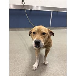 Photo of Brazil, adoptable Terrier (Unknown Type, Medium) in Doral, Florida