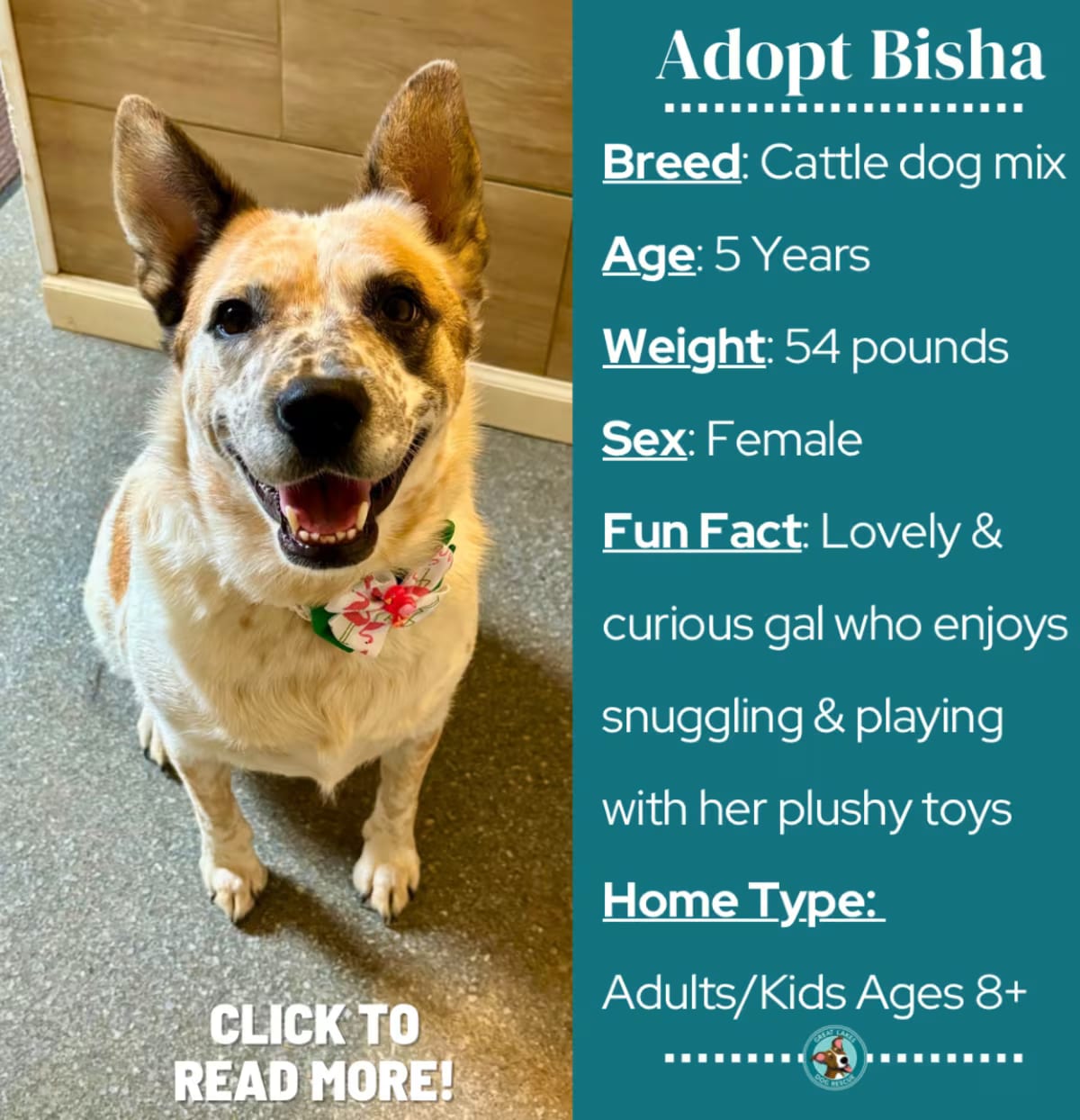 Photo of Bisha, adoptable Australian Cattle Dog/Pointer in Metamora, Michigan