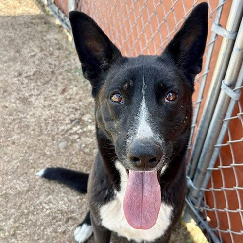 Photo of Quinn, adoptable Border Collie in Yreka, California