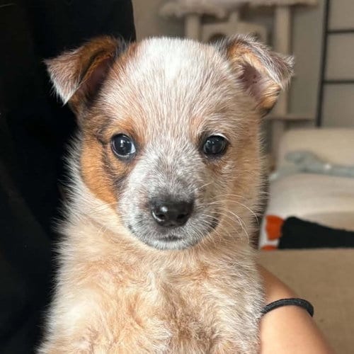 Photo of Captain Morgan, adoptable Australian Cattle Dog/Blue Heeler in Normal, Illinois