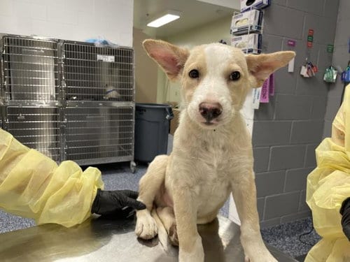 Photo of A1935702, adoptable German Shepherd Dog in Thousand Palms, California